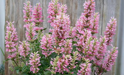 Agastache Pink Pearl