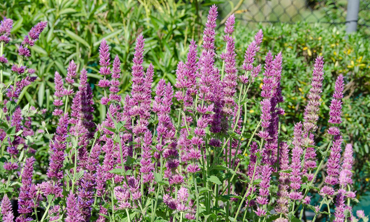 Agastache Pink Scepter
