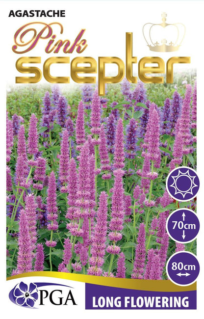 Agastache Pink Scepter