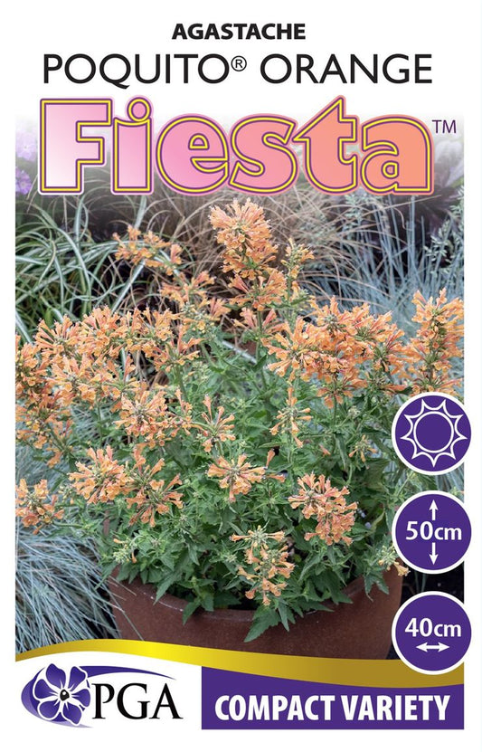 Agastache Poquito® ‘Orange’