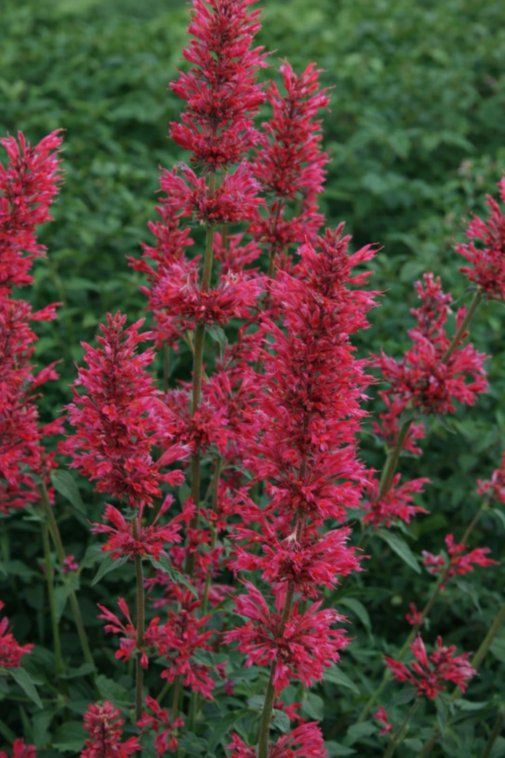 Agastache Raspberry Fiesta
