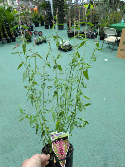 Agastache x 'Sweet Lili'
