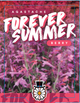 Agastache forever summer berry