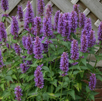 Agastache x 'Blue Boa'