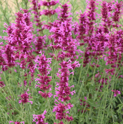 Agastache x 'Sweet Lili'