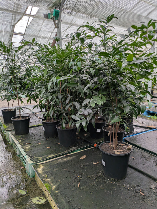 Agathis australis