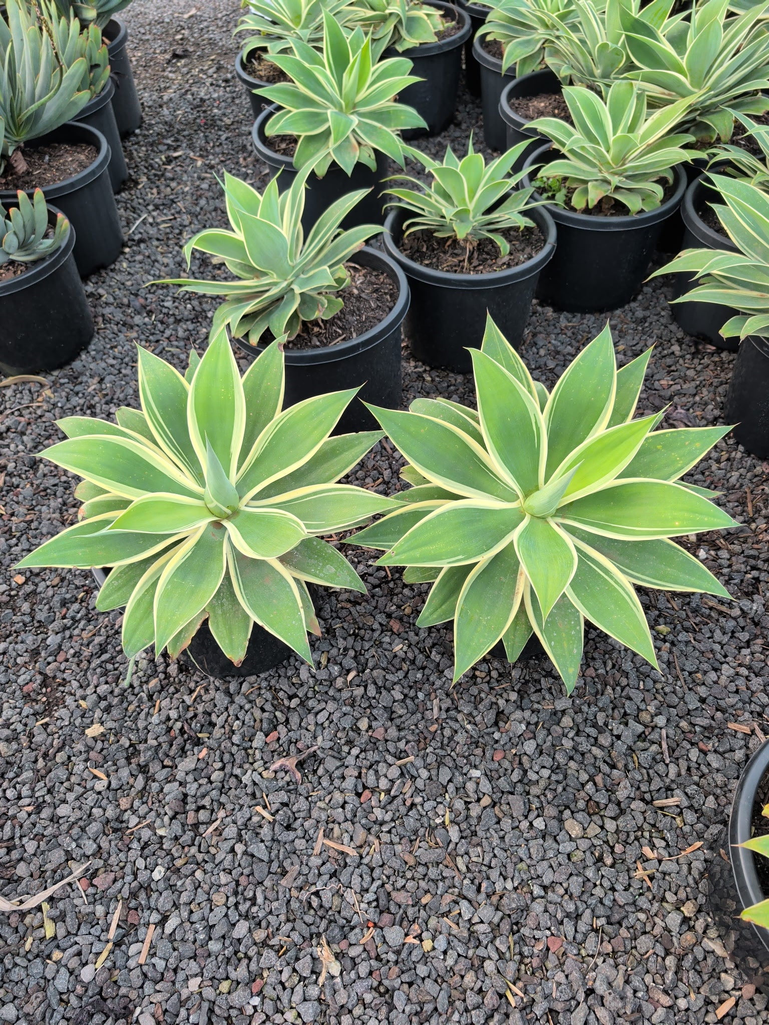 the plant broker