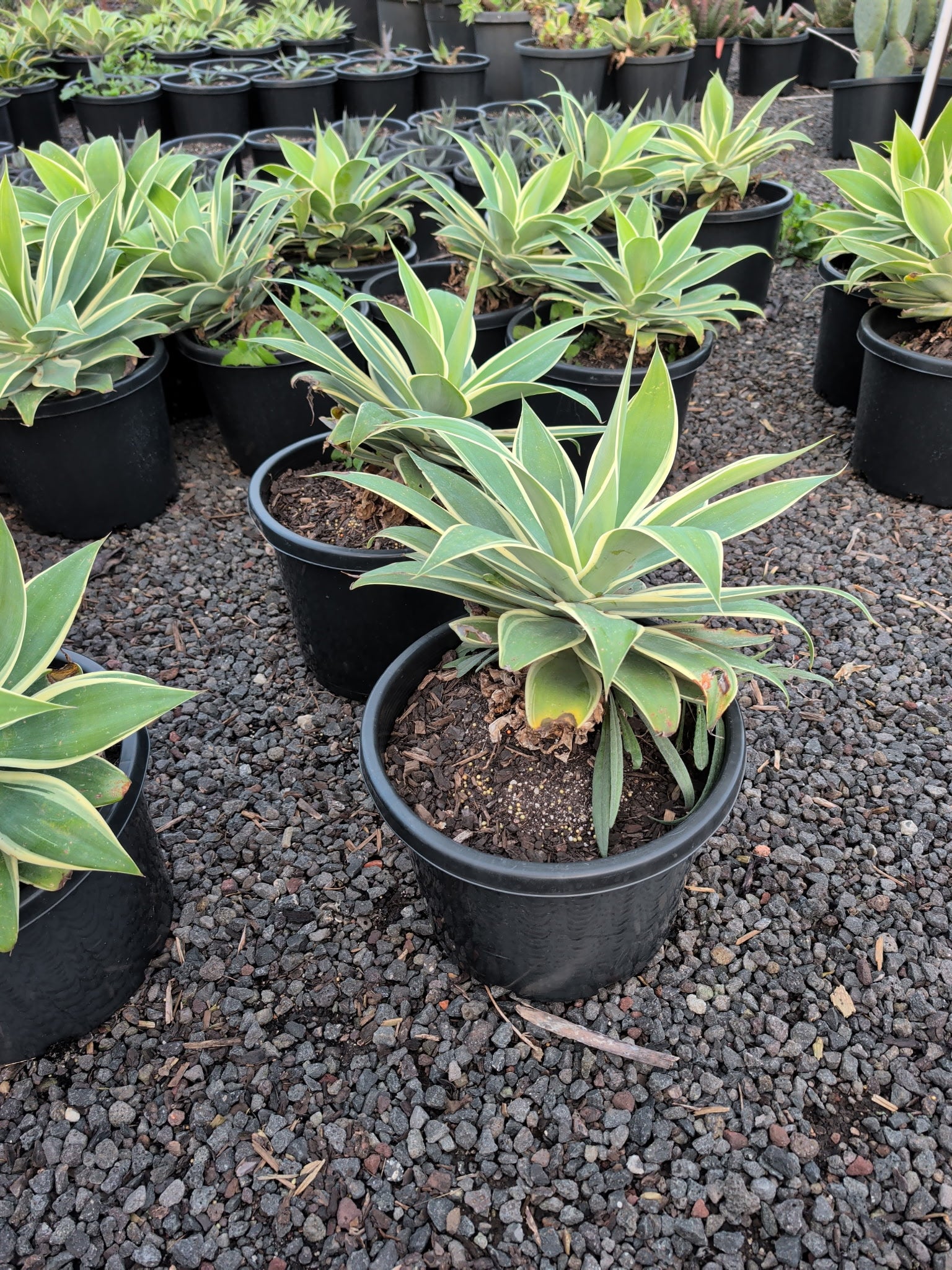 the plant broker