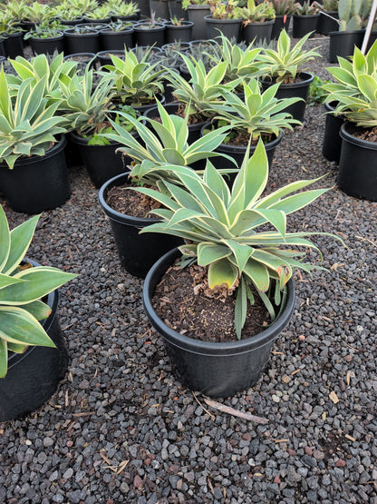 Agave attenuata 'Silver Trim'