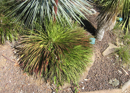 Agave geminiflora