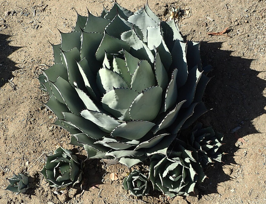Agave parryi