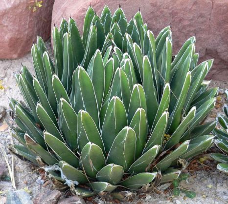 Agave victoria reginae
