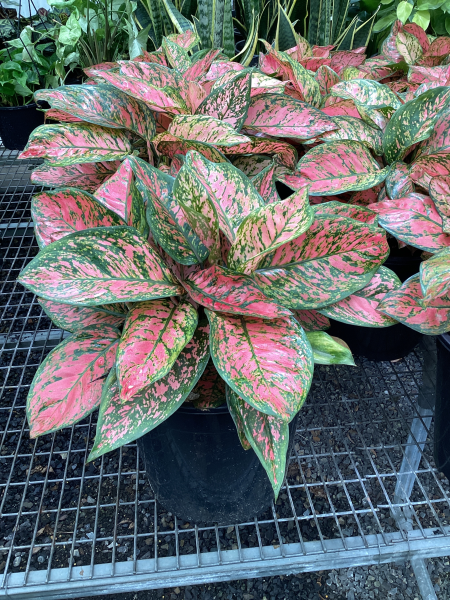 Aglaonema 'Beauty'