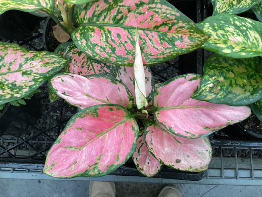 Aglaonema 'Lady Valentine'