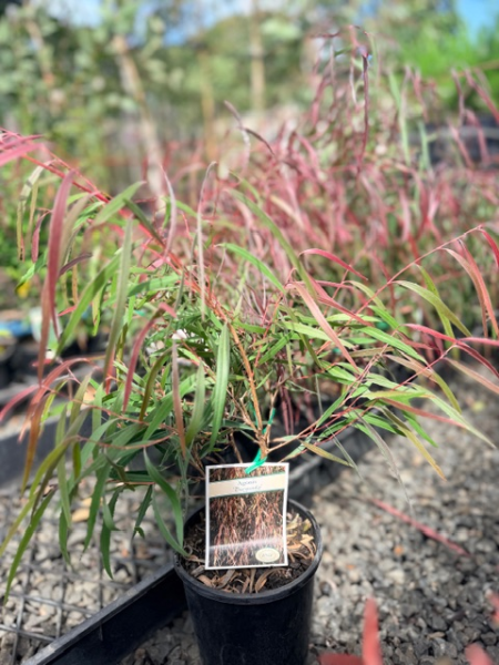 the plant broker