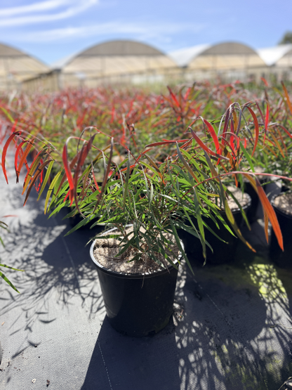 Agonis flexuosa Burgundy