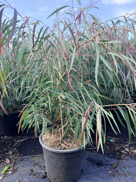 Agonis flexuosa Burgundy