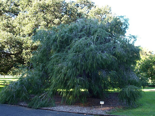 Agonis flexuosa
