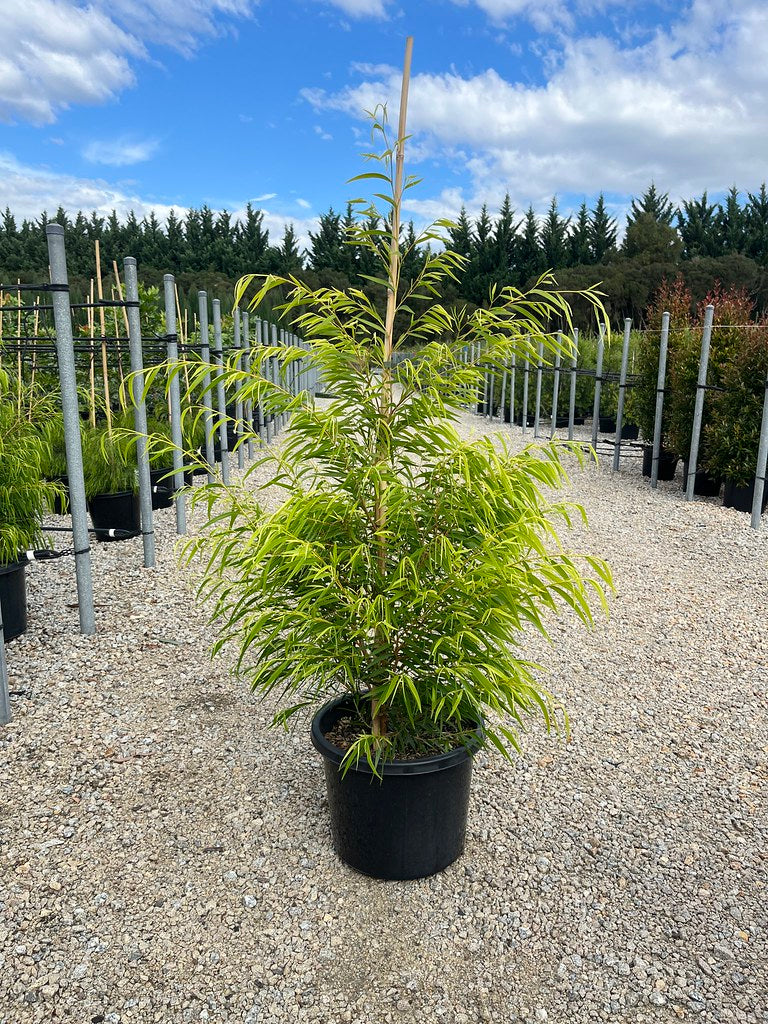 Agonis flexuosa 'Lemon & Lime' pbr