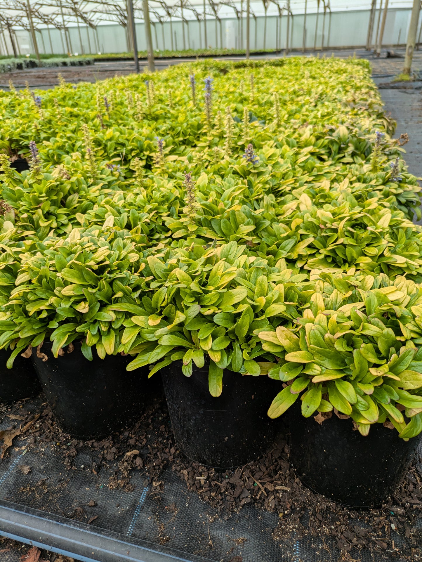 Ajuga Feathered Friends™ Cordial Canary