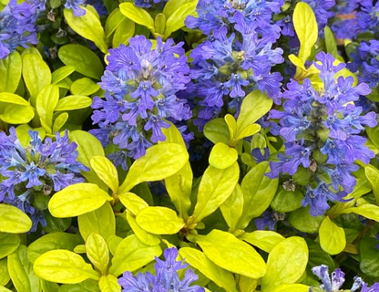 Ajuga Feathered Friends™ Cordial Canary