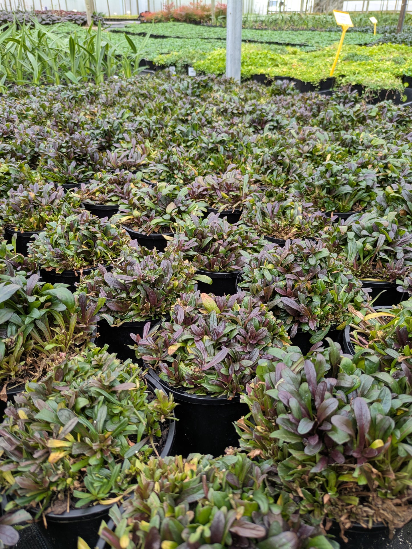 Ajuga Feathered Friends™ Noble Nightingale