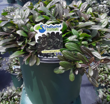 Ajuga Feathered Friends™ Noble Nightingale