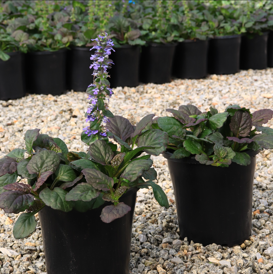 Ajuga reptans 'Catlins Giant'