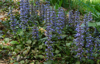 Ajuga reptans