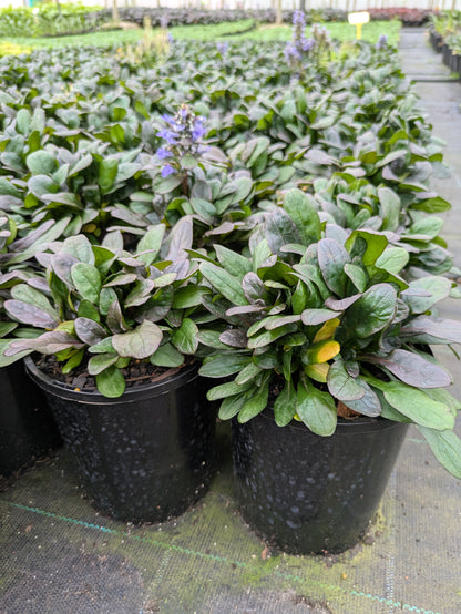 Ajuga reptans Blueberry Muffin
