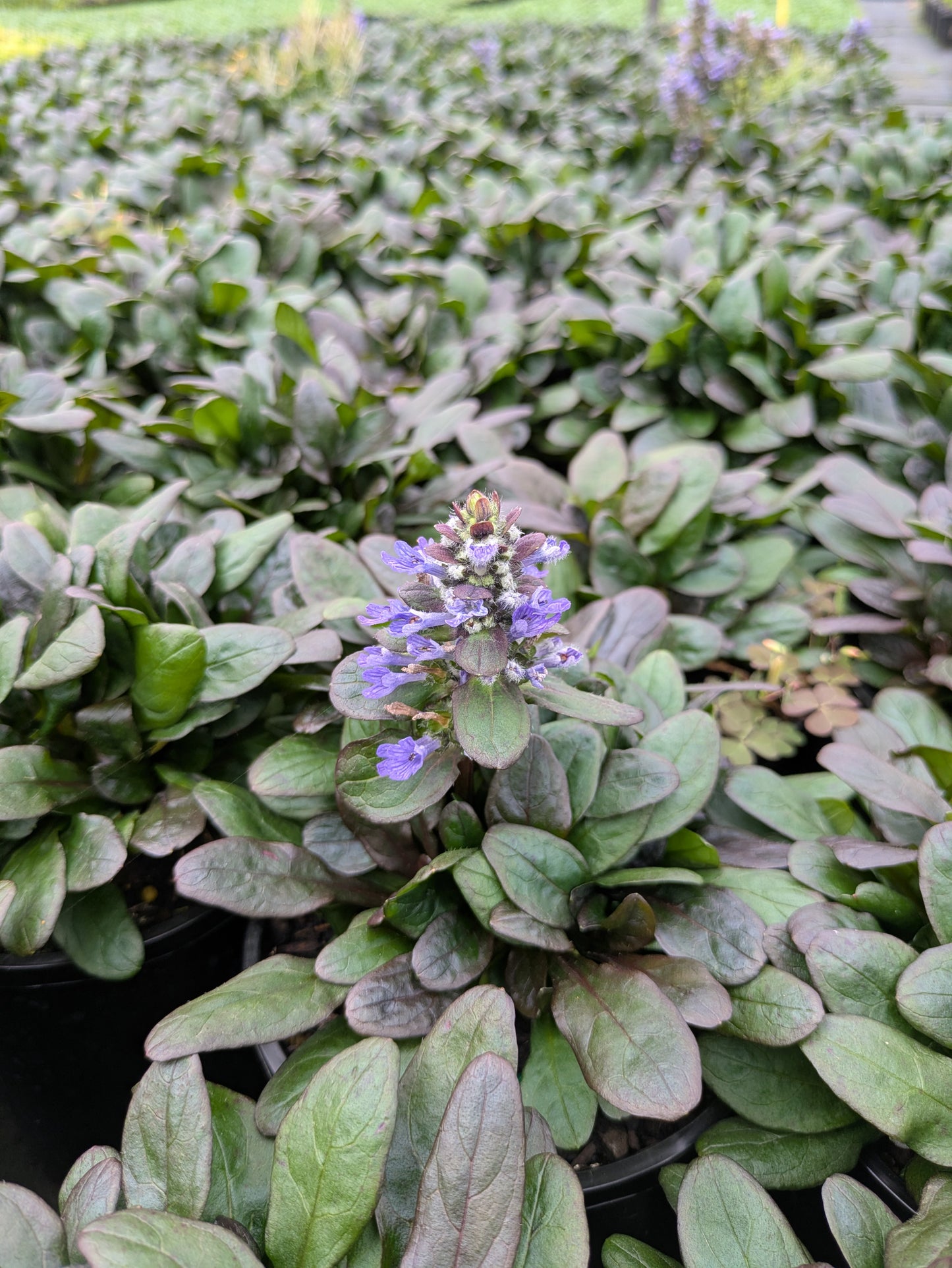 Ajuga reptans Blueberry Muffin