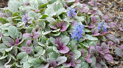 Ajuga reptans Burgundy Glow