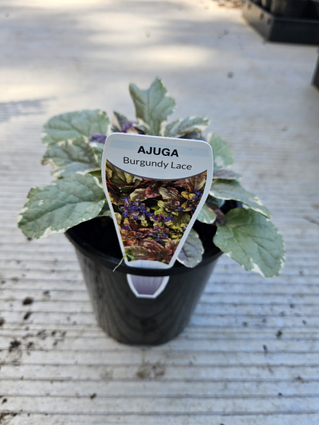 Ajuga reptans Burgundy Lace