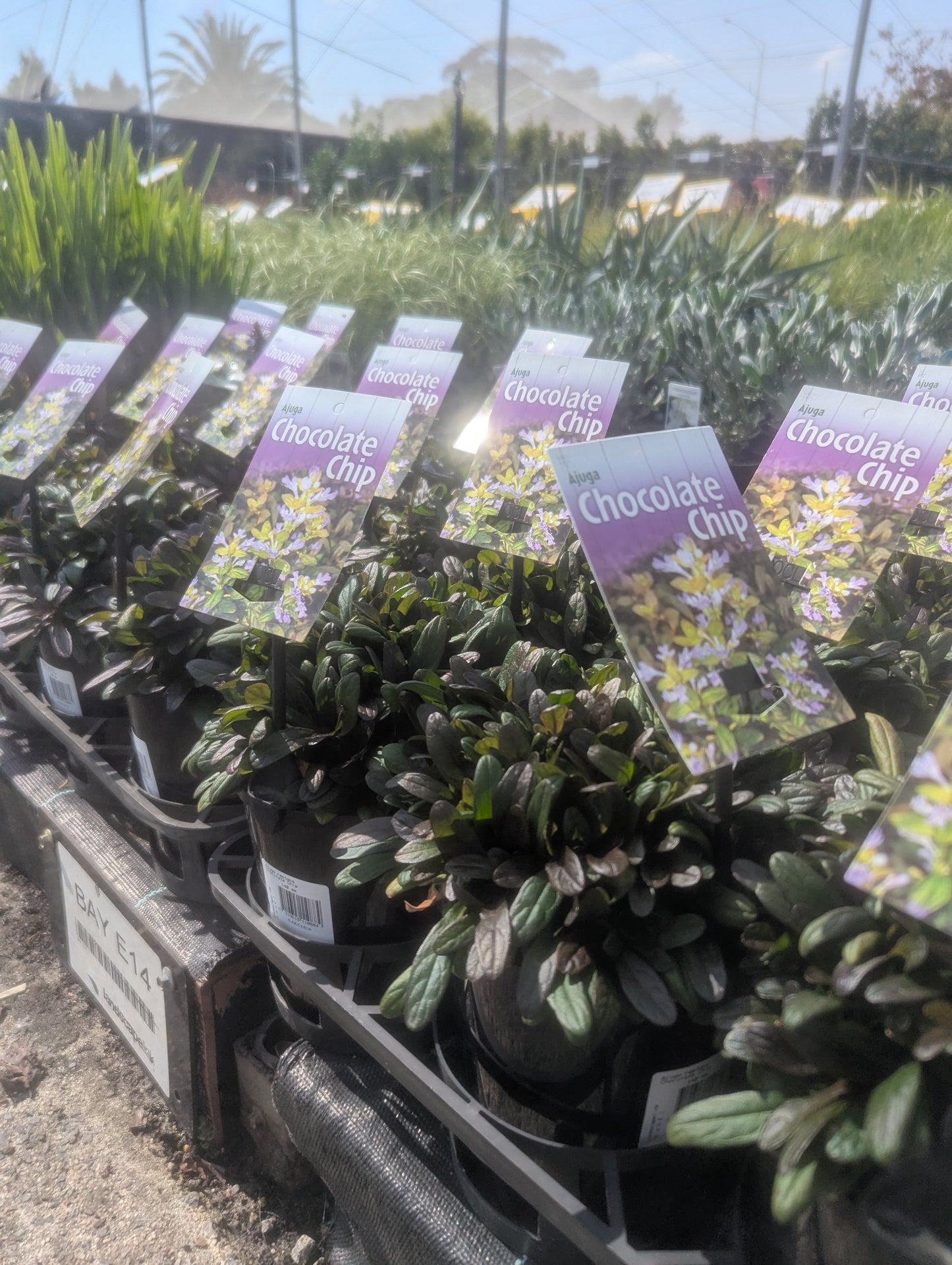 Ajuga reptans Chocolate Chip