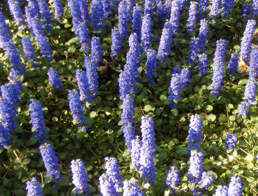 Ajuga reptans Jungle Beauty