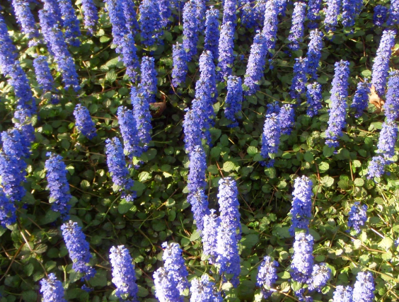 Ajuga reptans Jungle Beauty