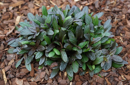 Ajuga reptans Mini Mahogany