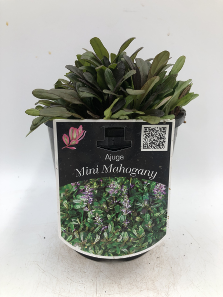 Ajuga reptans Mini Mahogany