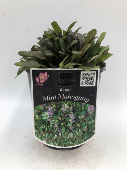 Ajuga reptans Mini Mahogany