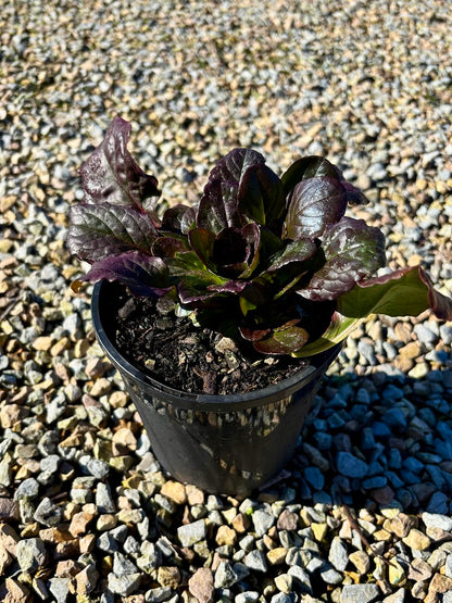 Ajuga reptans 'Catlins Giant'
