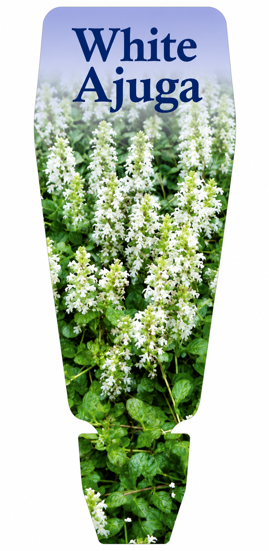 Ajuga spp. White