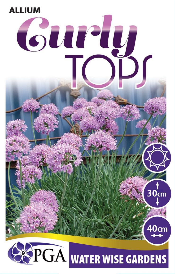 Allium ‘Curly Tops’