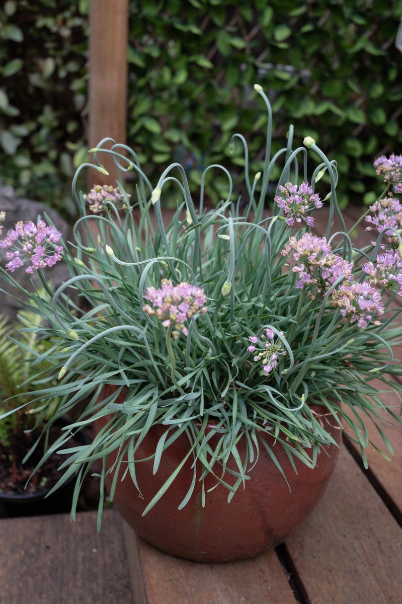 Allium ‘Curly Tops’