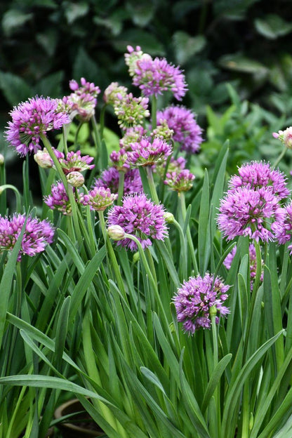 Allium ‘Luna’