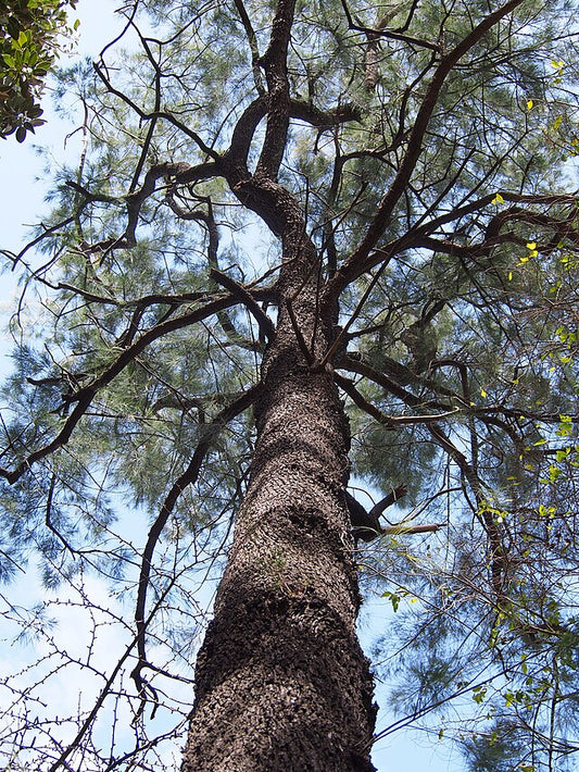 Allocasuarina torulosa