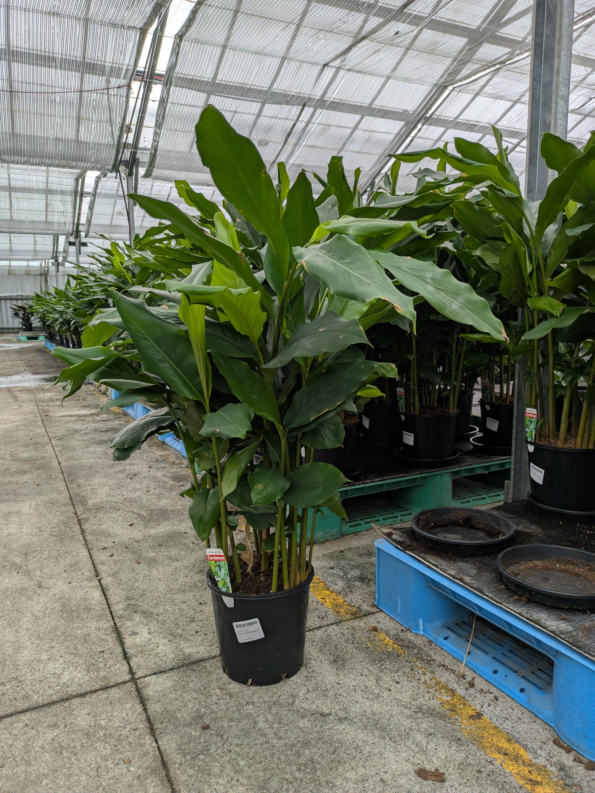 alpinia indoor plant Alpinia nutans – The Plant Broker