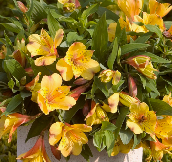 Alstroemeria Ariane