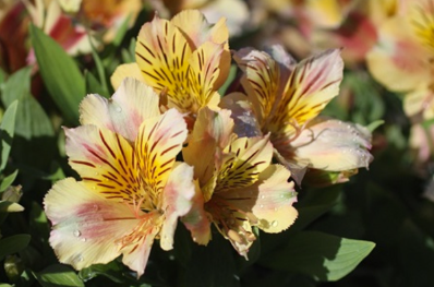 Alstroemeria Sara