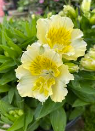 Alstroemeria Yentl