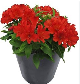 Alstroemeria 'Inca Fire'